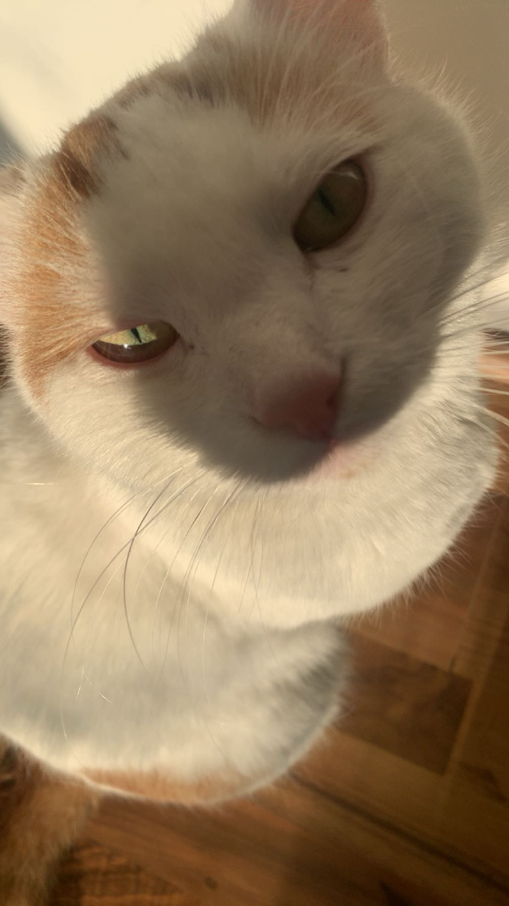 filou